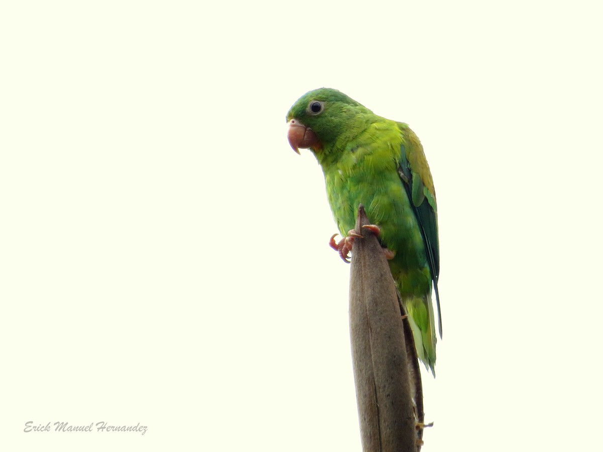 Orange-chinned Parakeet - Erick Hernandez