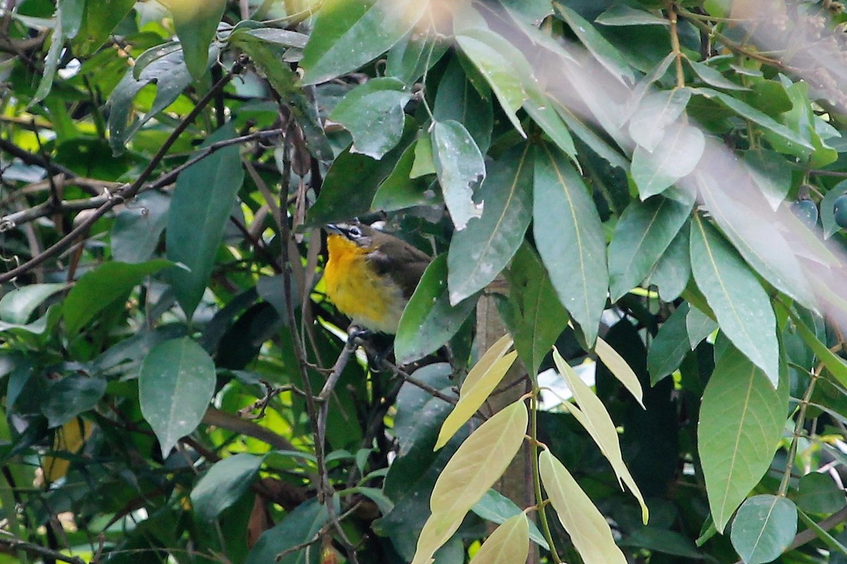 Yellow-breasted Chat - ML96164591