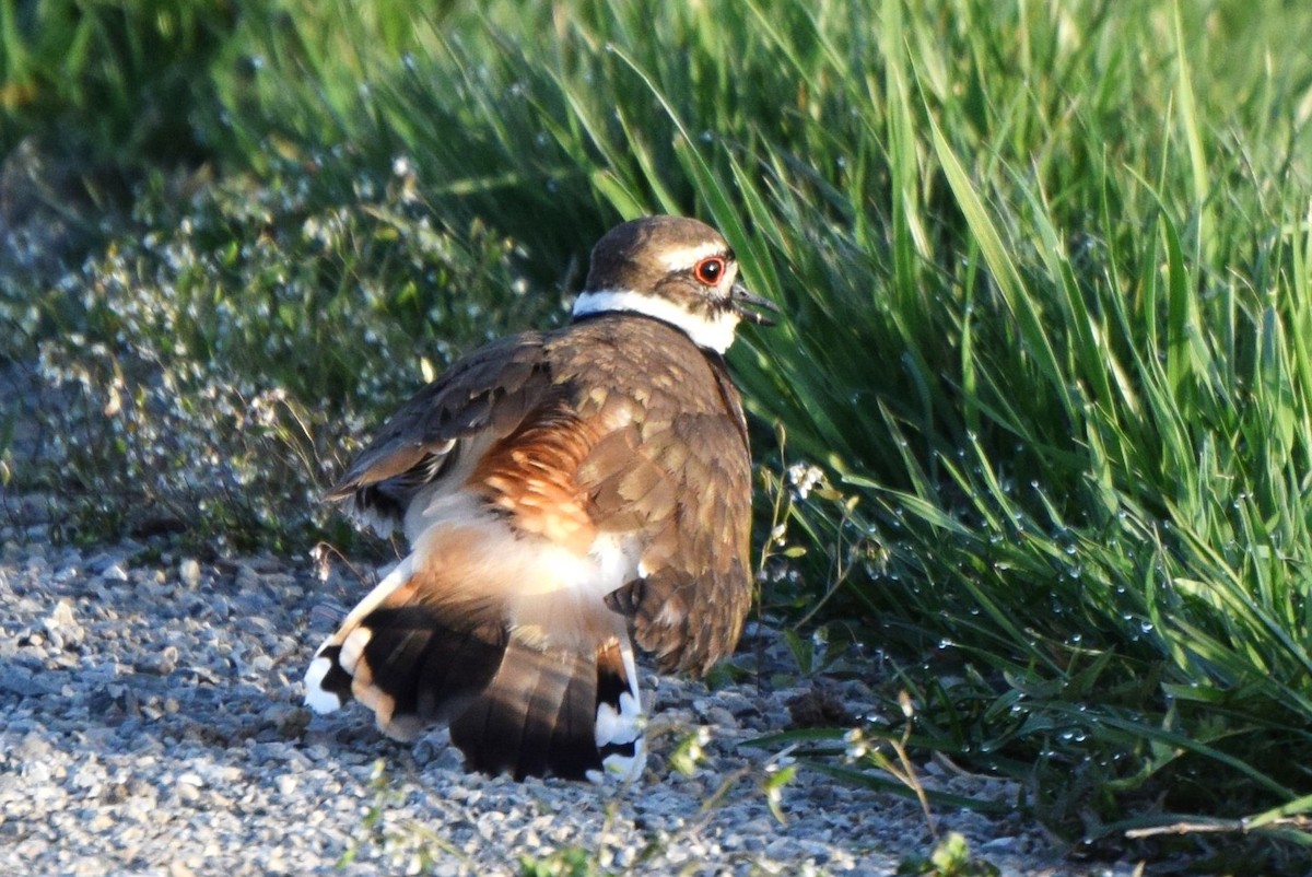 Killdeer - ML96164901