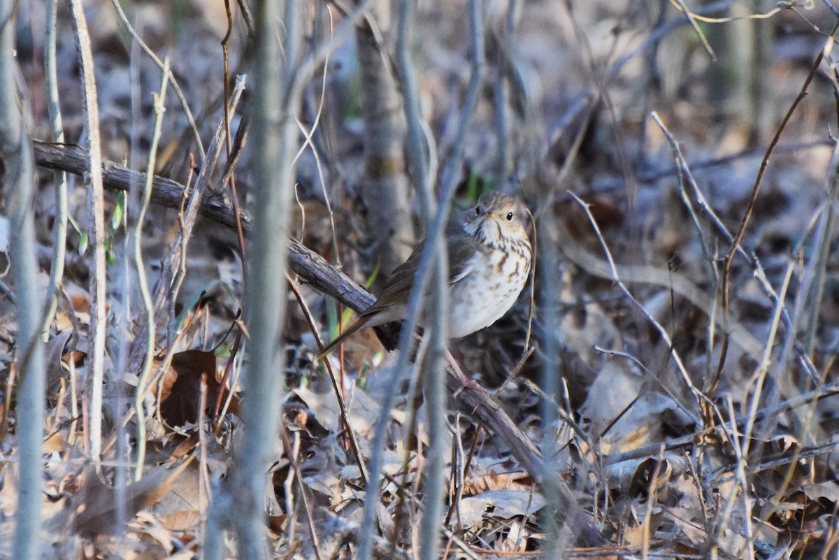 Hermit Thrush - ML96165251