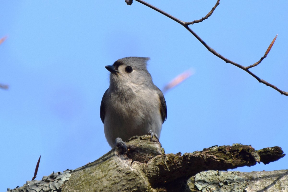 Tufted Titmouse - ML96165281