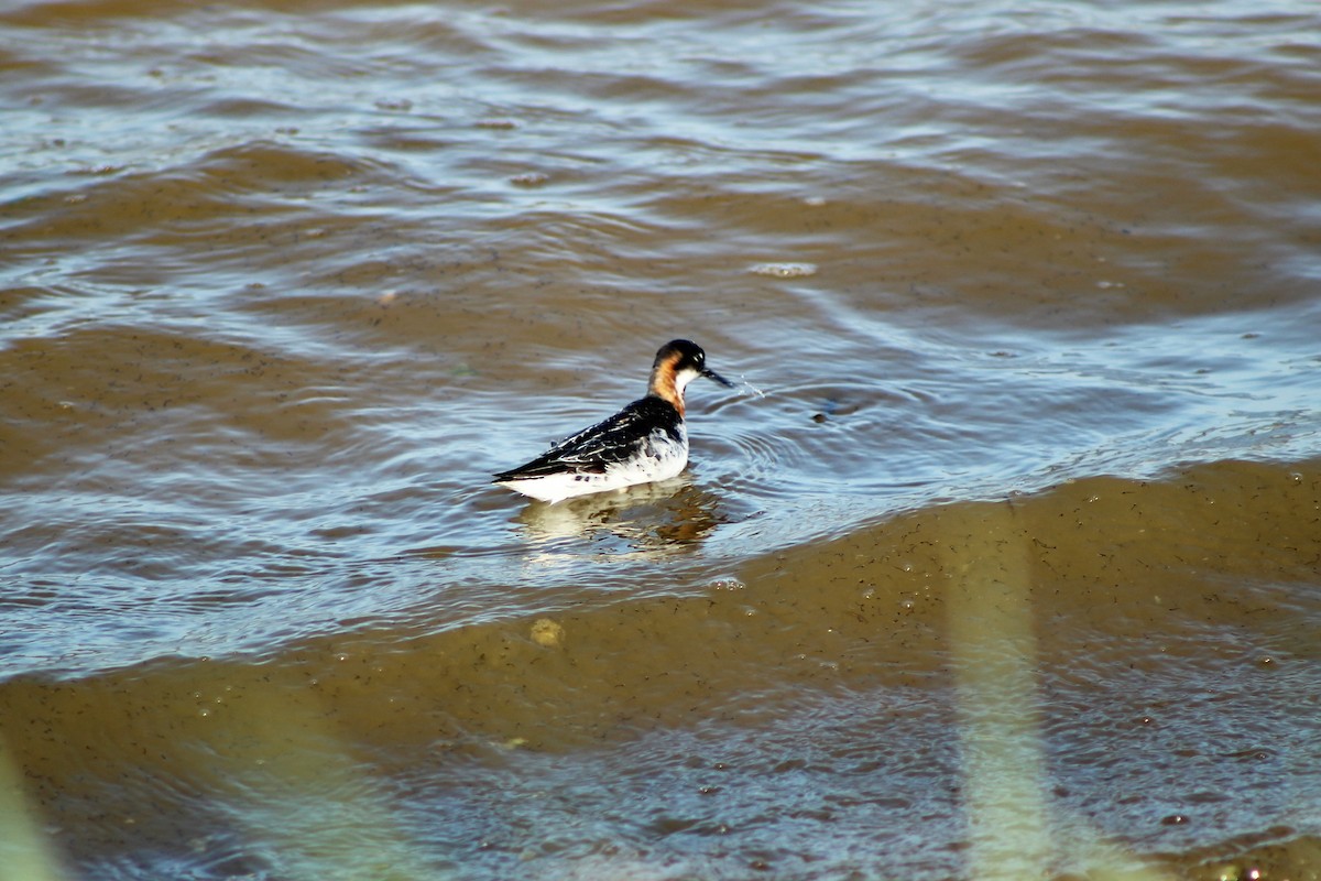 Phalarope à bec étroit - ML96165541