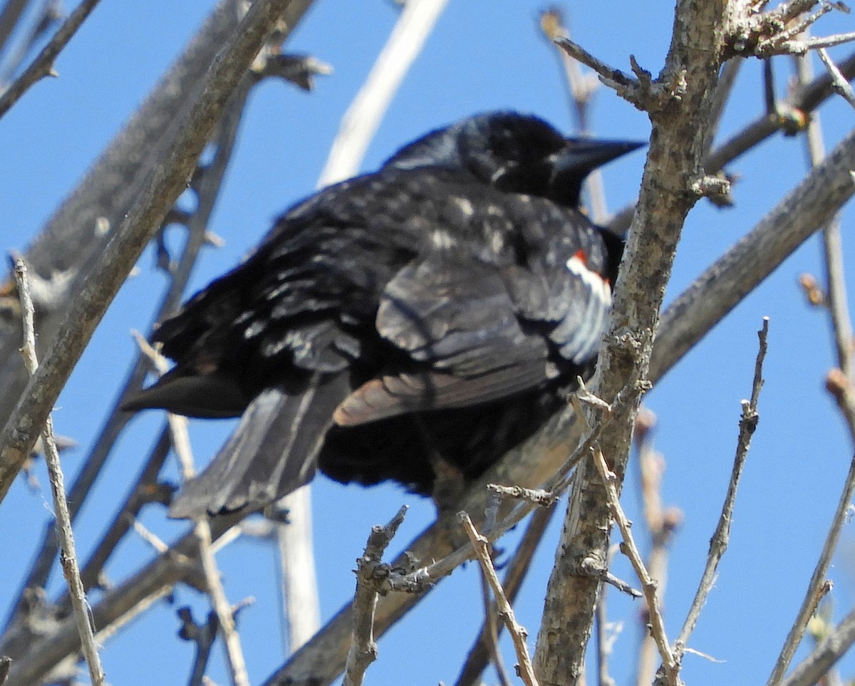 Tricolored Blackbird - ML96166671