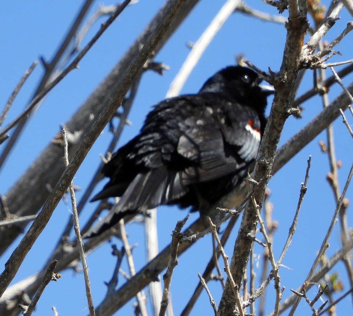 Tricolored Blackbird - ML96166731