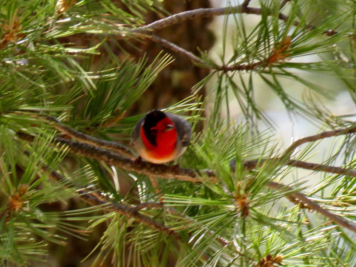 Red-faced Warbler - Deborah Lauper