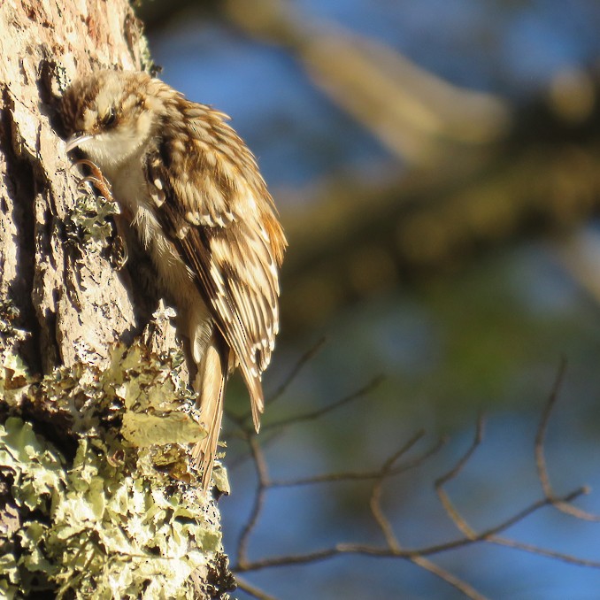 Brown Creeper - ML96169201