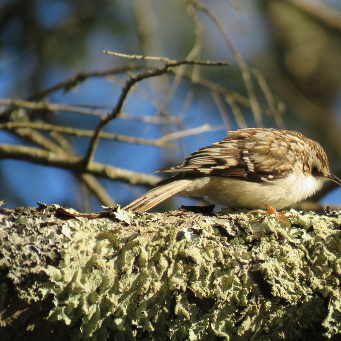 Brown Creeper - ML96169241