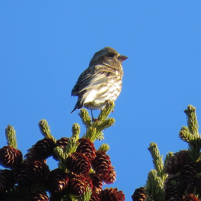 Purple Finch - ML96169561