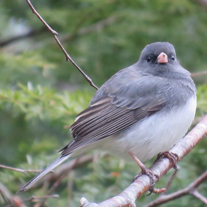 Dark-eyed Junco - ML96170431