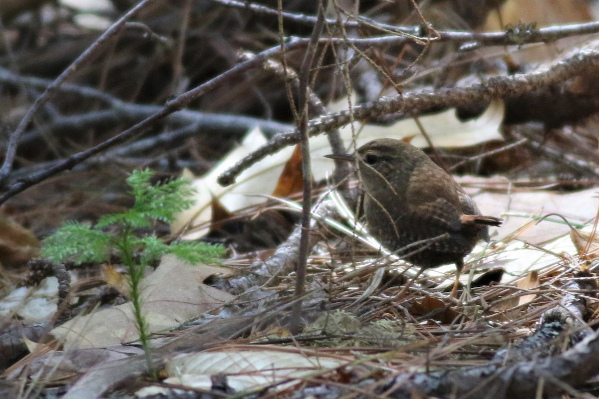 Troglodyte des forêts - ML96171271