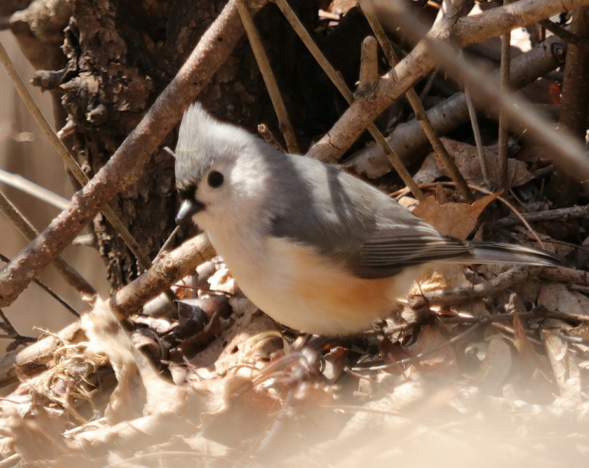 Tufted Titmouse - Lucas Manzella