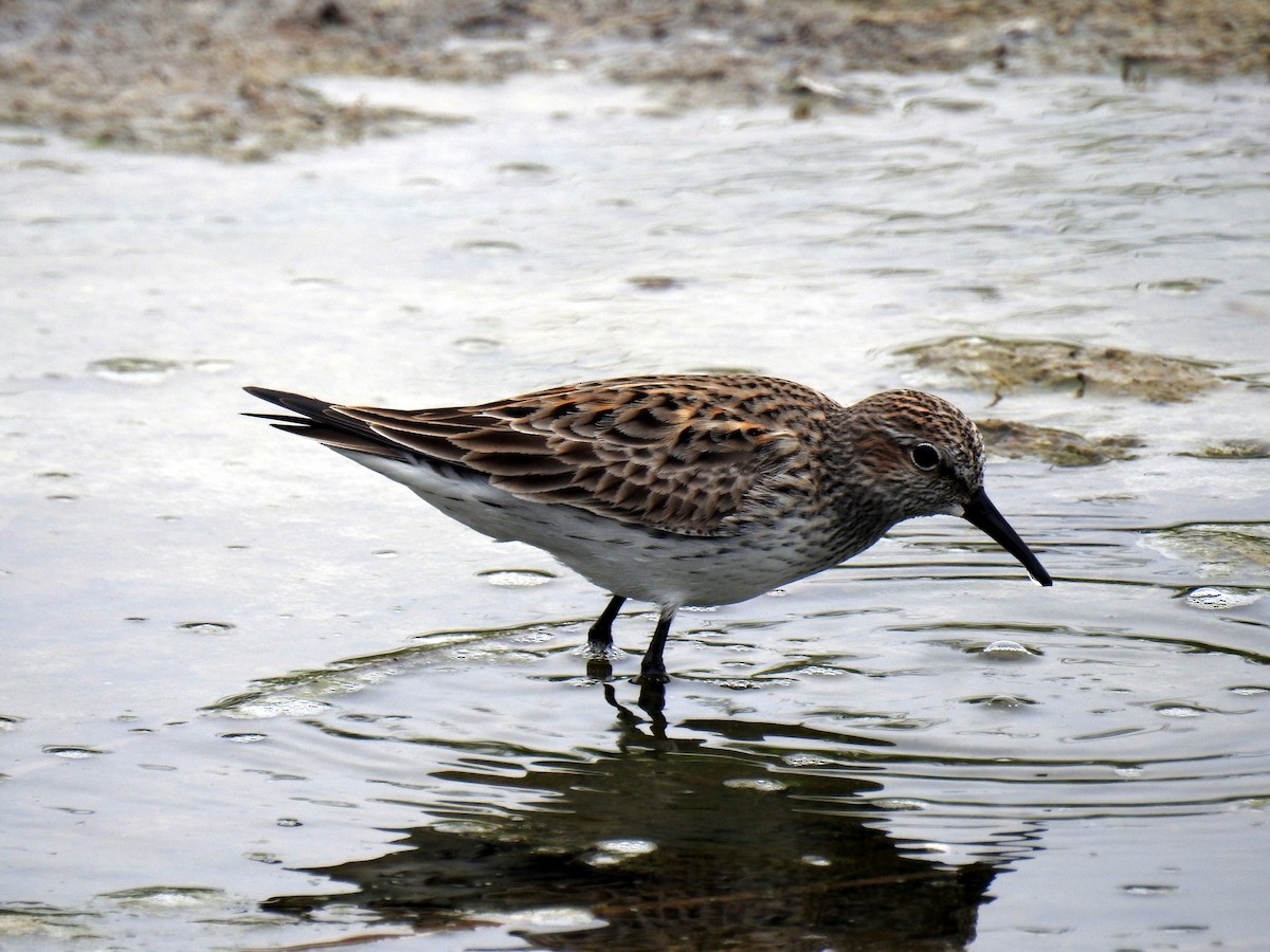 Weißbürzel-Strandläufer - ML96172131