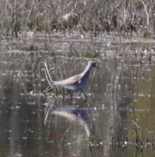 Lesser Yellowlegs - ML96172231