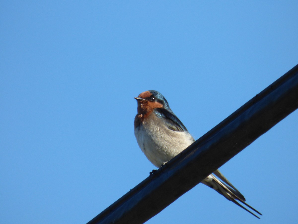 Golondrina Australiana - ML96172711