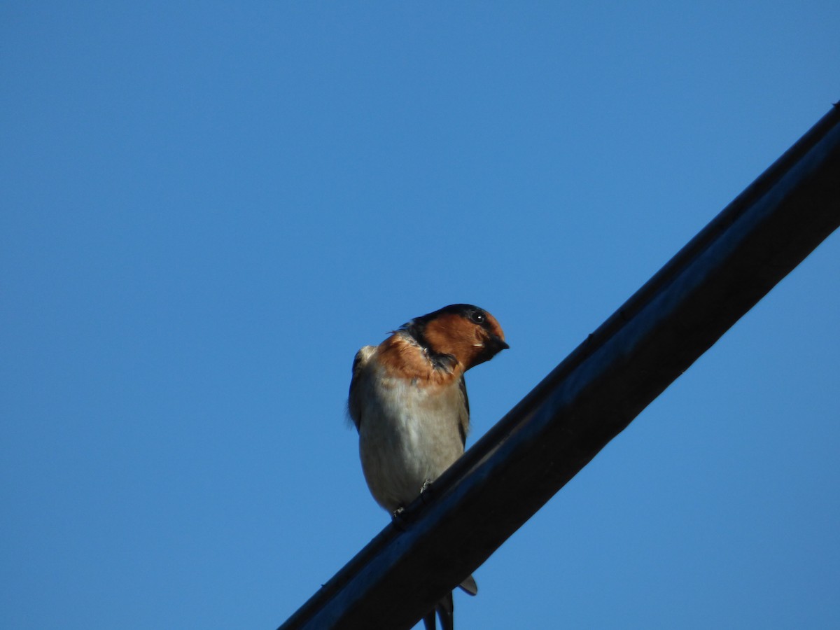 Golondrina Australiana - ML96172741