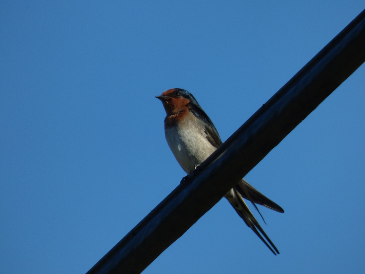 Welcome Swallow - ML96172751