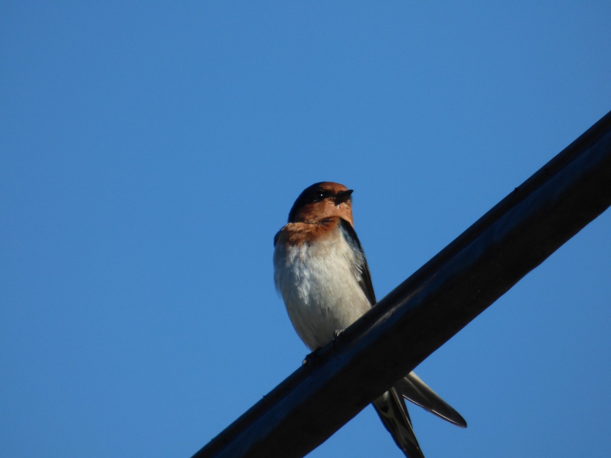 Welcome Swallow - ML96172761