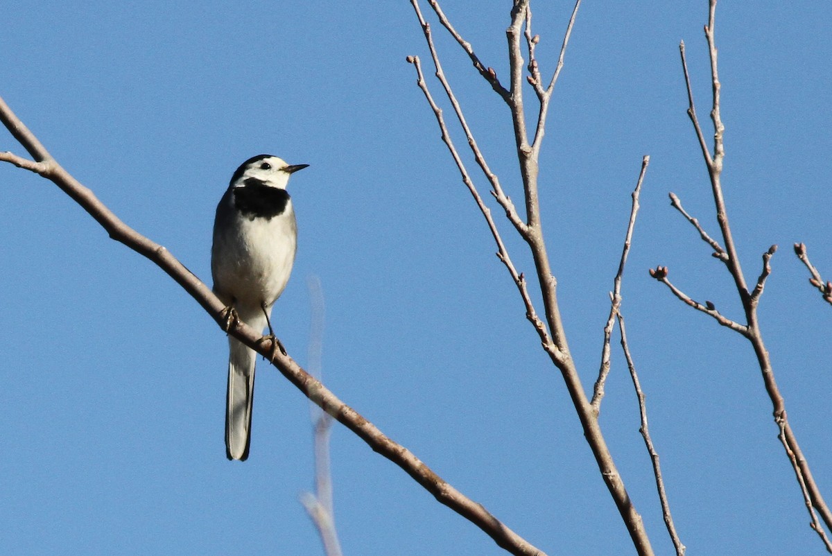White Wagtail (White-faced) - ML96174771
