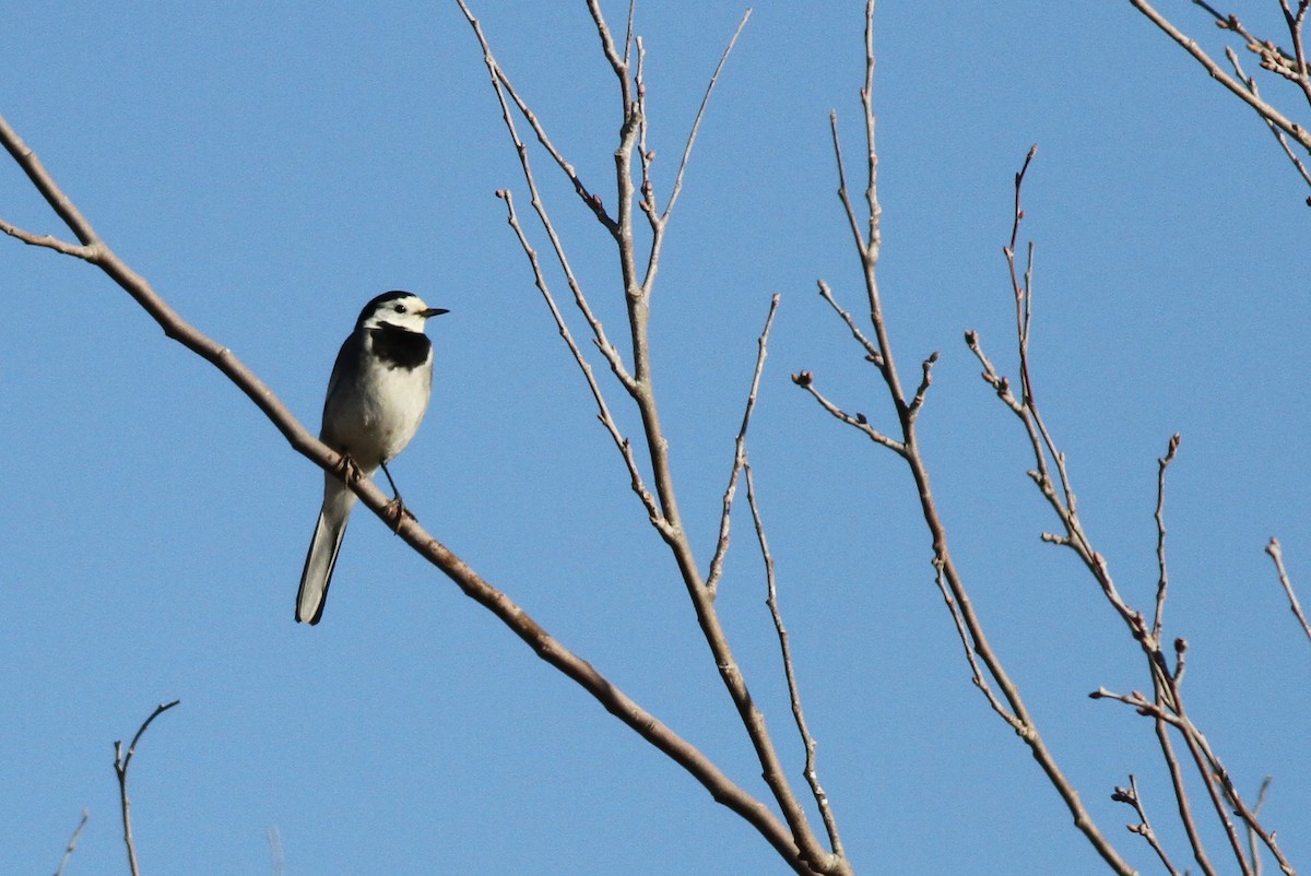 White Wagtail (White-faced) - ML96174781