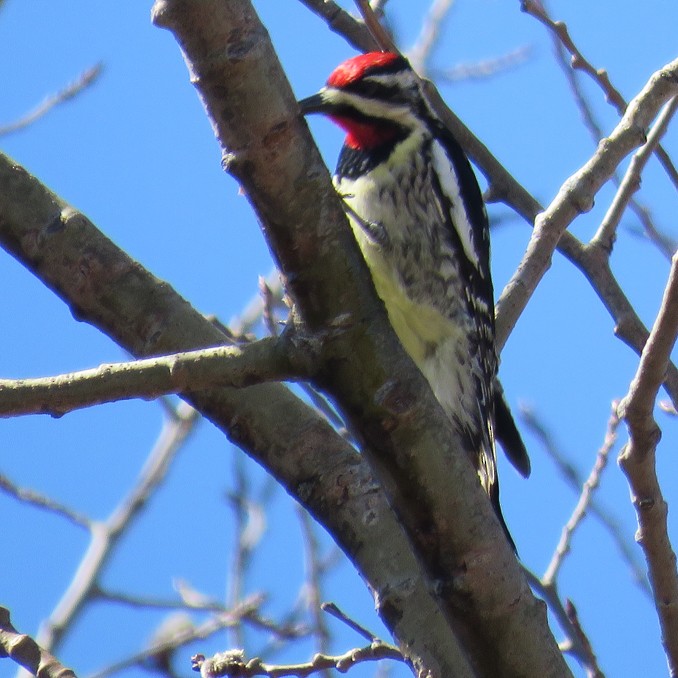 Yellow-bellied Sapsucker - ML96176071