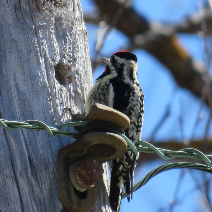 Yellow-bellied Sapsucker - ML96176111