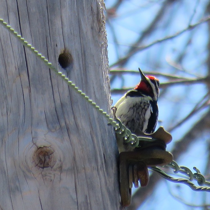 Yellow-bellied Sapsucker - ML96176151