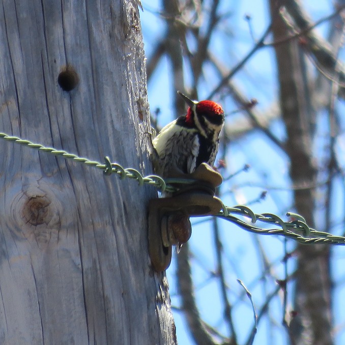 Yellow-bellied Sapsucker - ML96176181