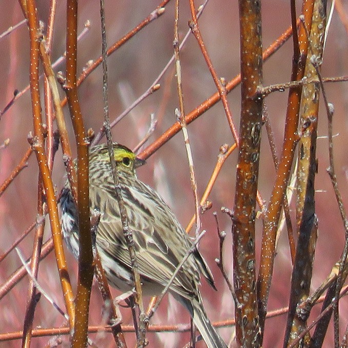 Savannah Sparrow - ML96177181