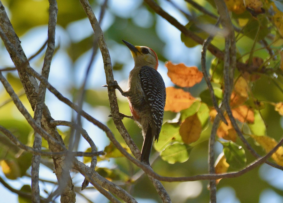 Yucatan Woodpecker - Nate Brown