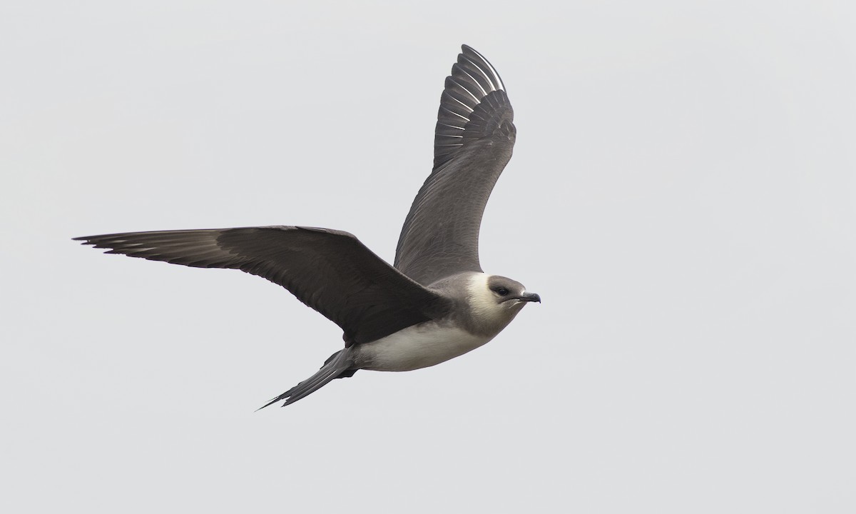 Parasitic Jaeger - ML96179281