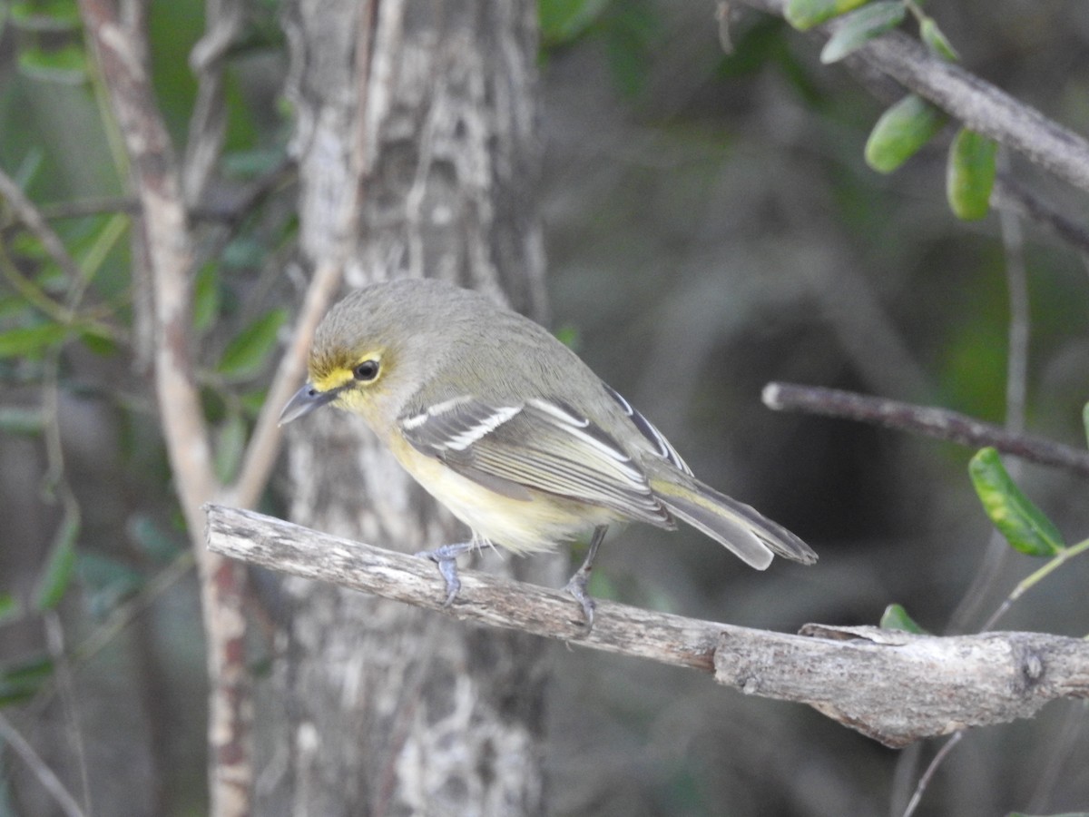 Thick-billed Vireo - Colleen Cowdery