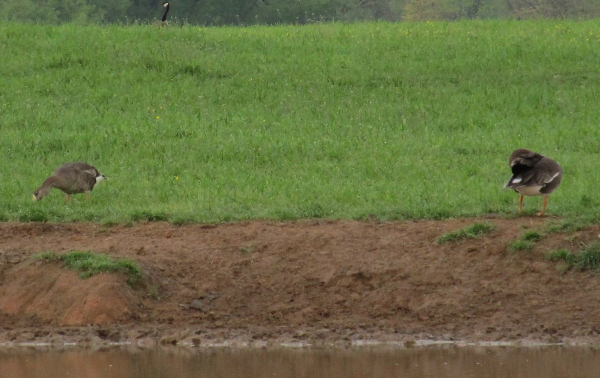 Greater White-fronted Goose - ML96181091