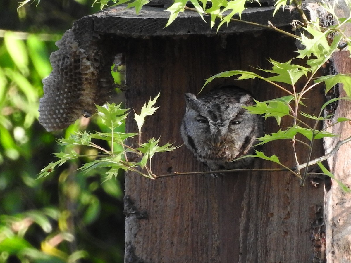 Western Screech-Owl - ML96181401