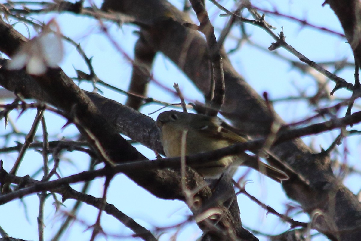 Ruby-crowned Kinglet - Jose Castro