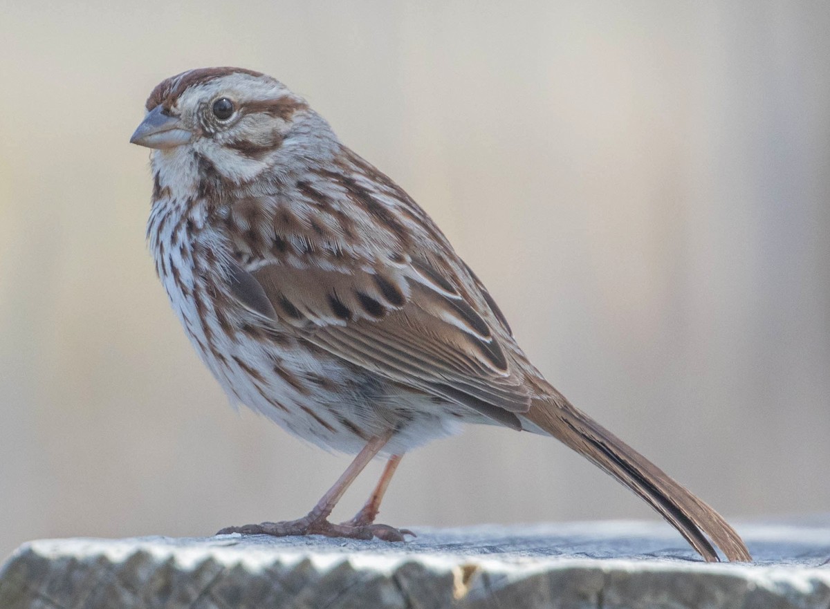 Song Sparrow - ML96185121