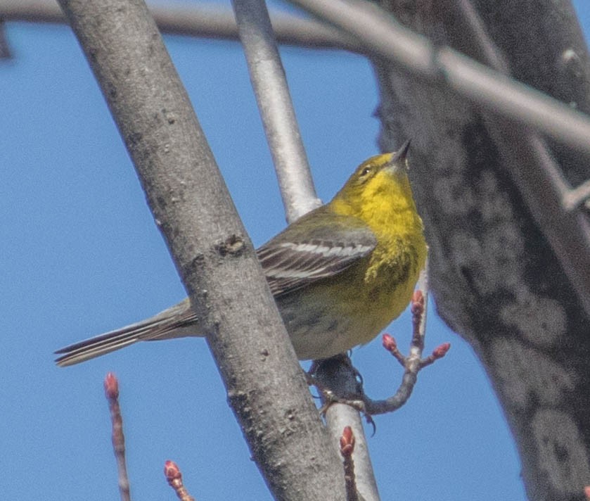 Pine Warbler - ML96185261