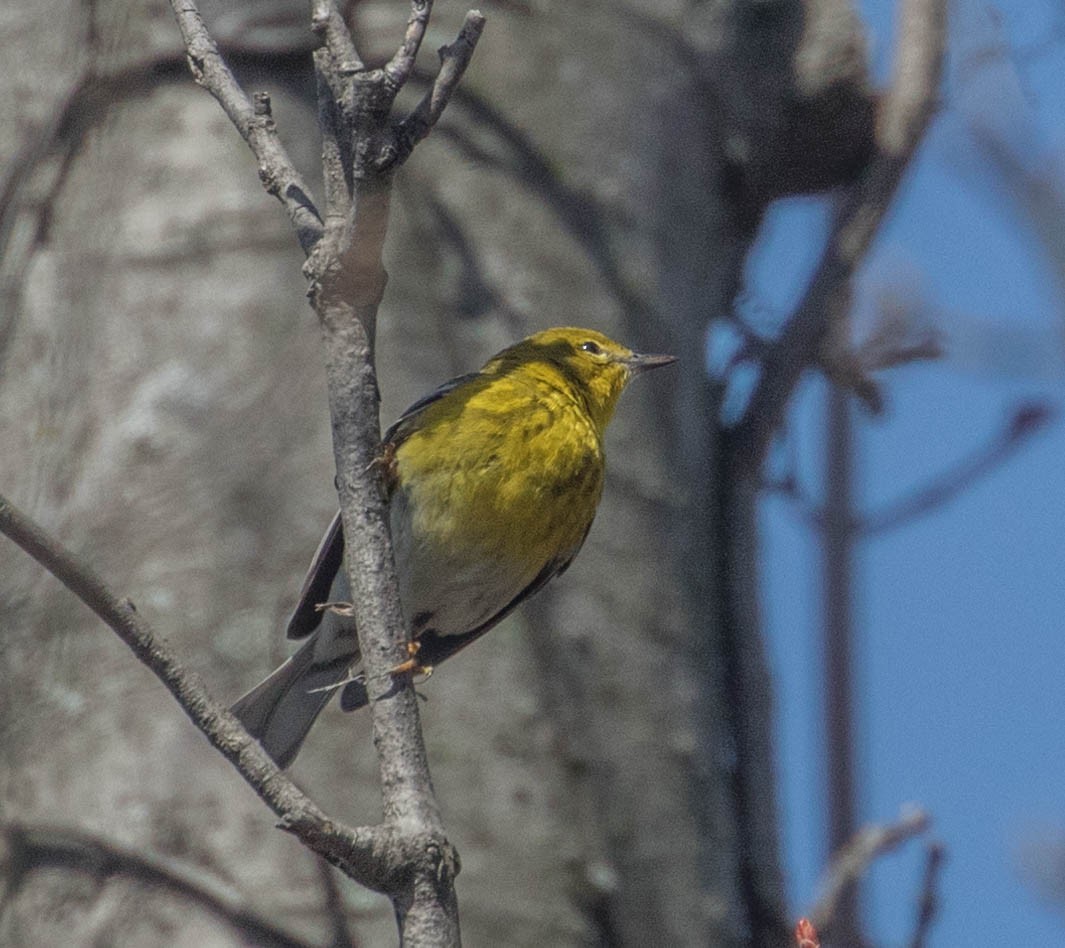 Pine Warbler - Robert Bochenek