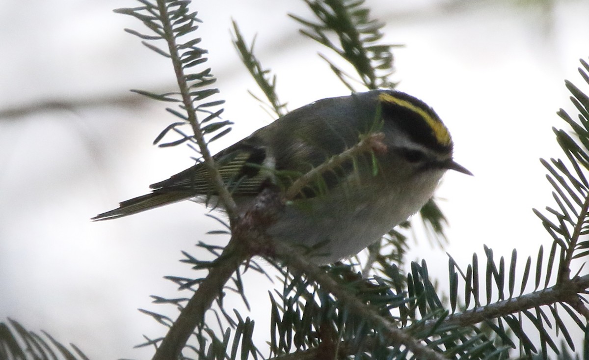 Golden-crowned Kinglet - Jeff Hullstrung