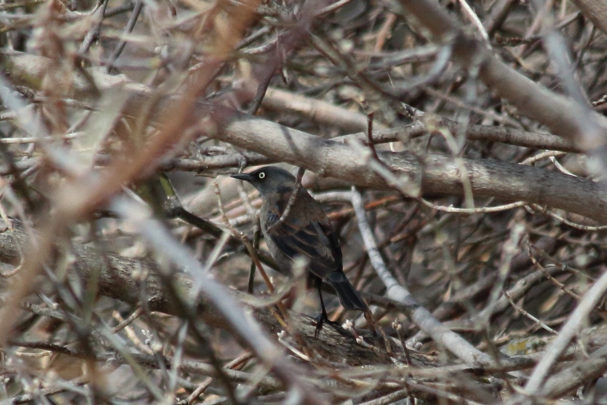 Rusty Blackbird - ML96186371