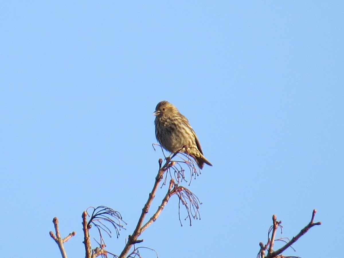 Pine Siskin - Adrian Smith