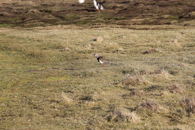 Southern Lapwing - ML96186981