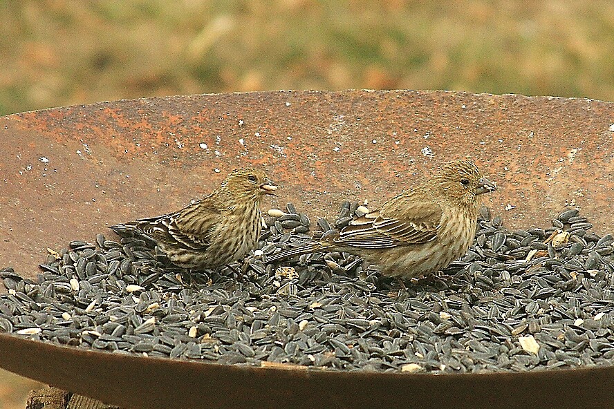 Pine Siskin - Ryan Williamson