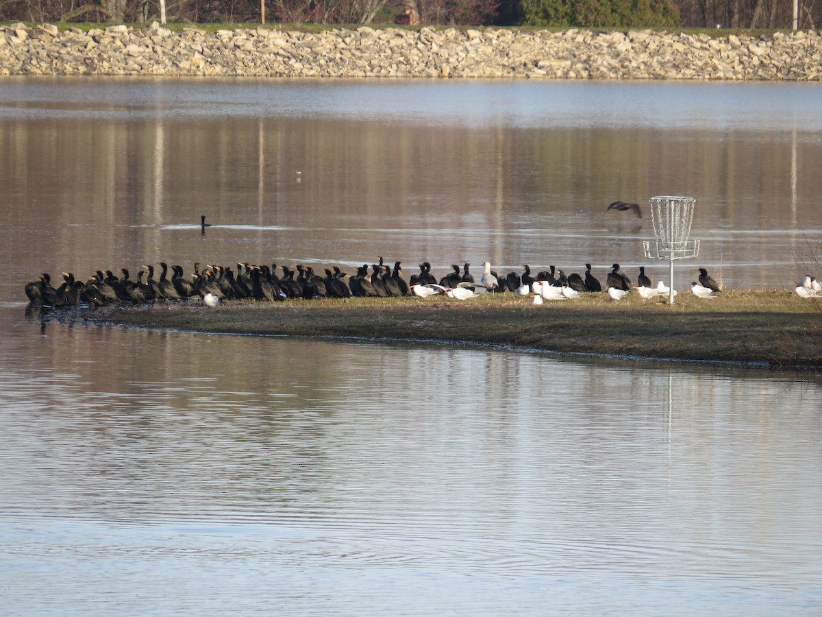 Морин хараалай - ML96187421