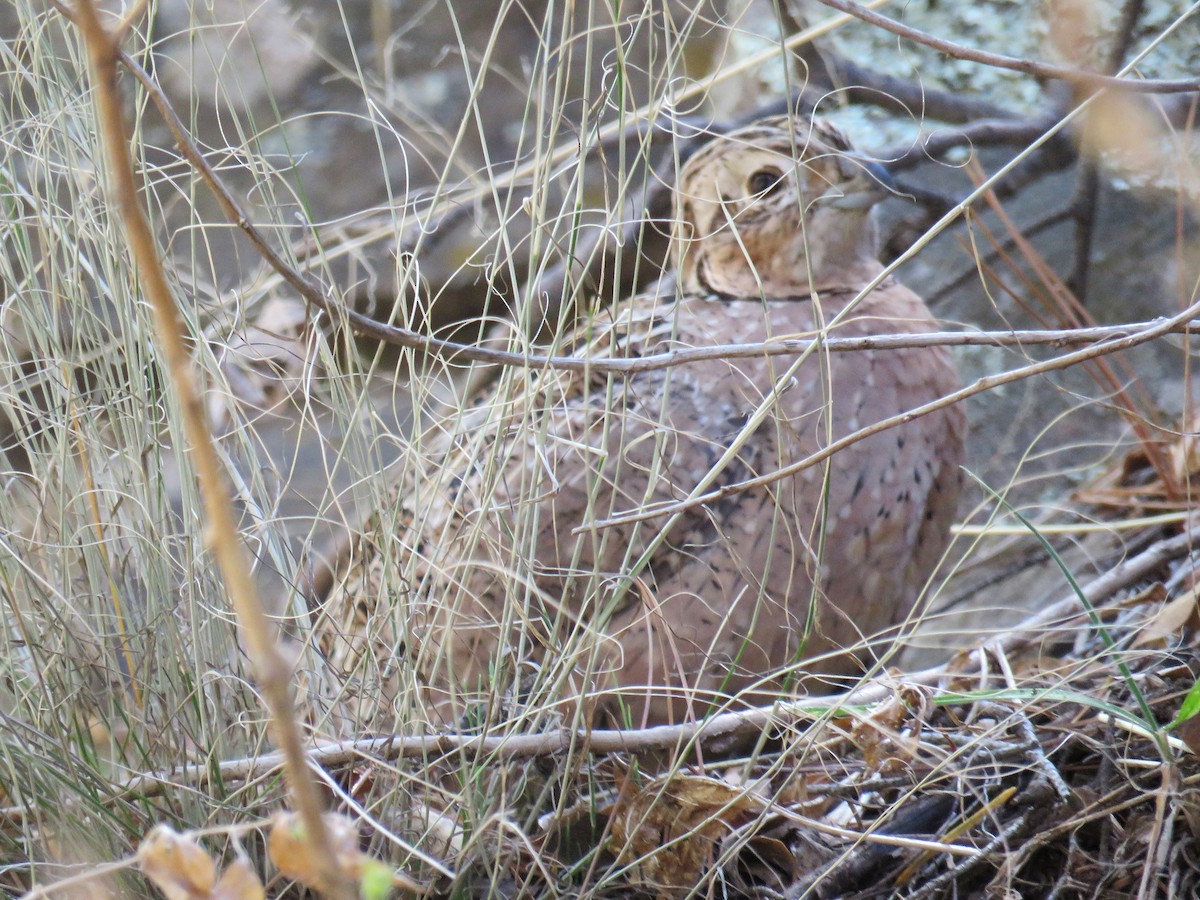 Montezuma Quail - Dawn Zappone