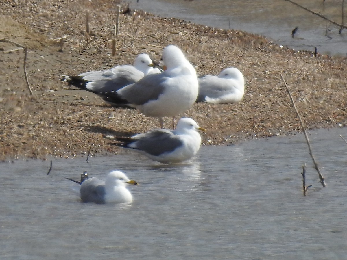 Short-billed Gull - ML96190541