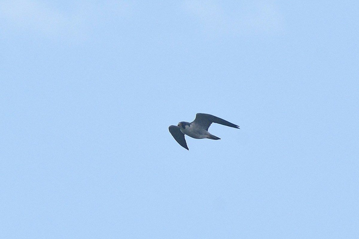 Peregrine Falcon - ML96193581