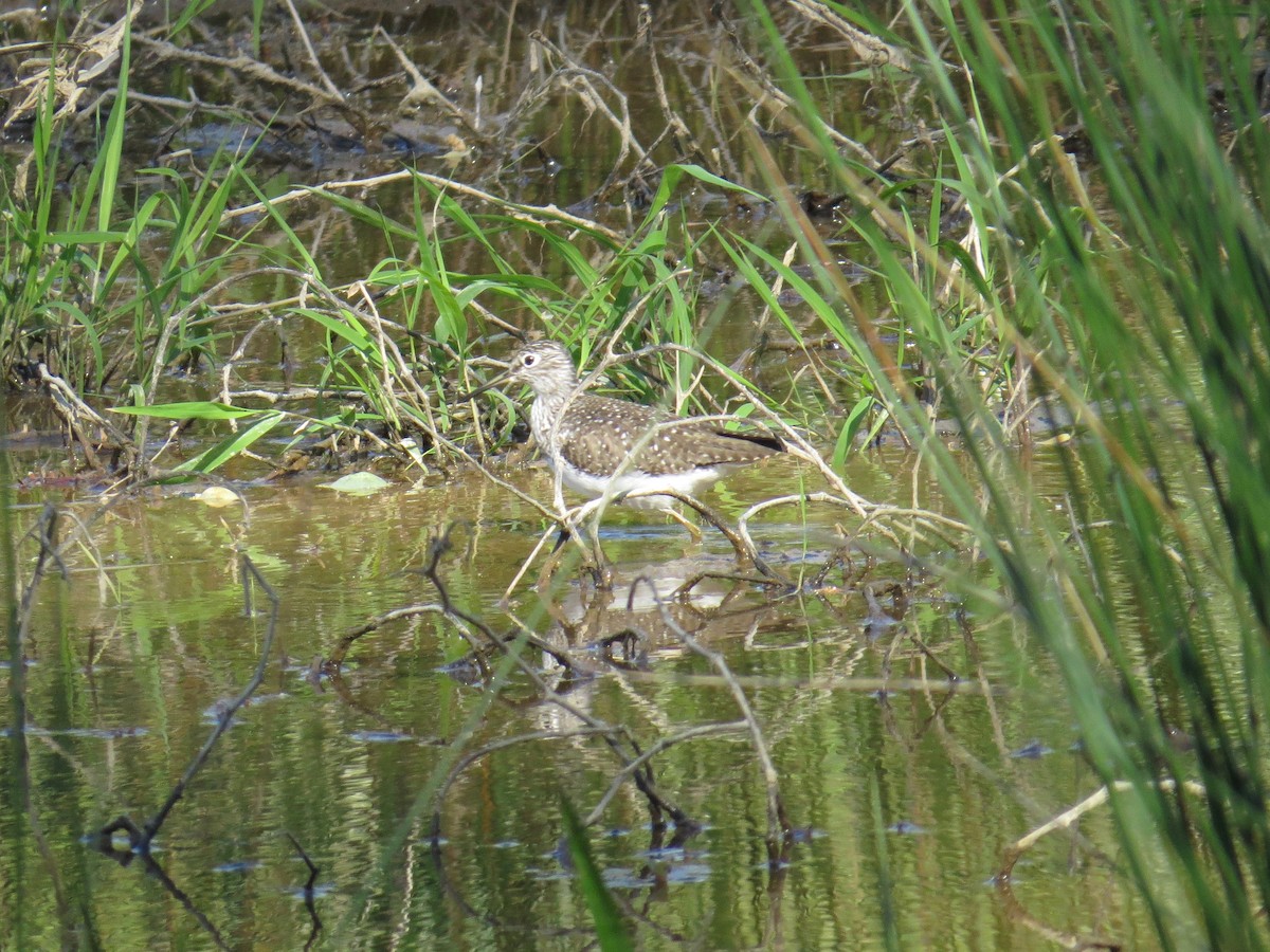 Solitary Sandpiper - ML96195321