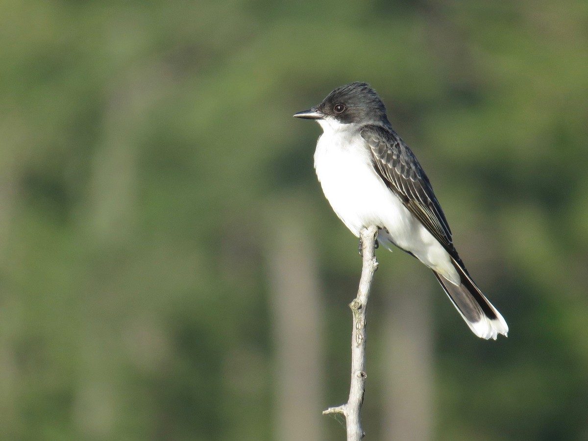 Eastern Kingbird - Mark Kosiewski