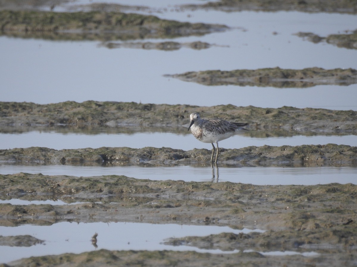 Great Knot - ML96197641