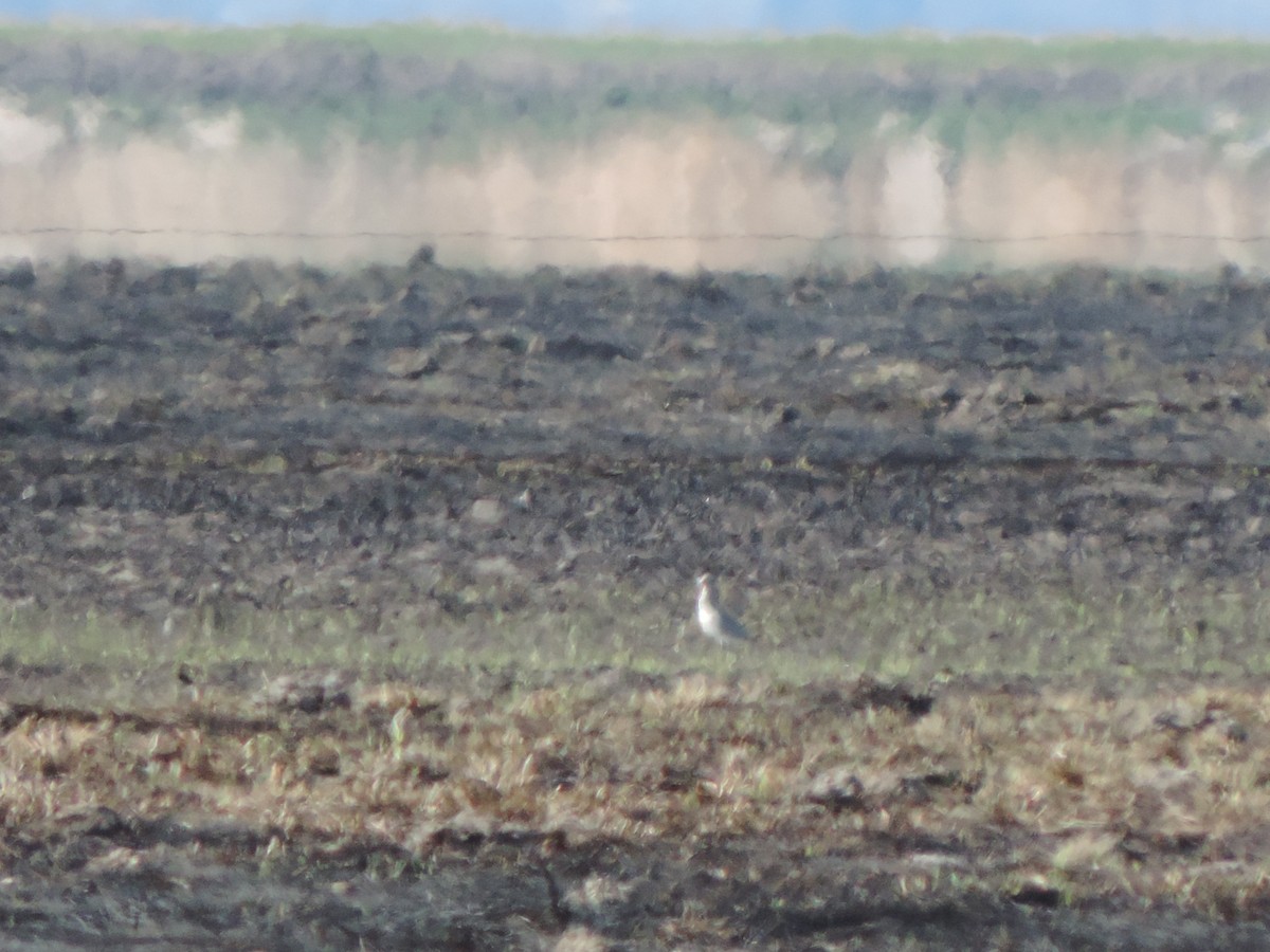 Buff-breasted Sandpiper - ML96198351